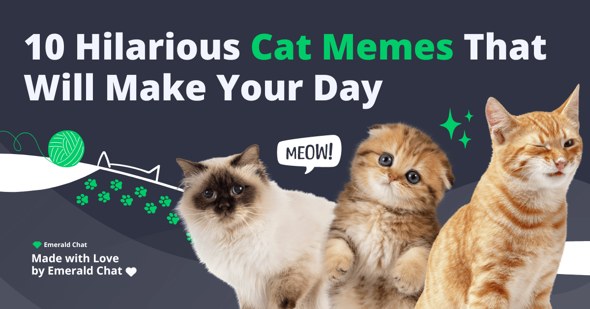 10 Hilarious Cat Memes That Will Make Your Day Emerald Chat
